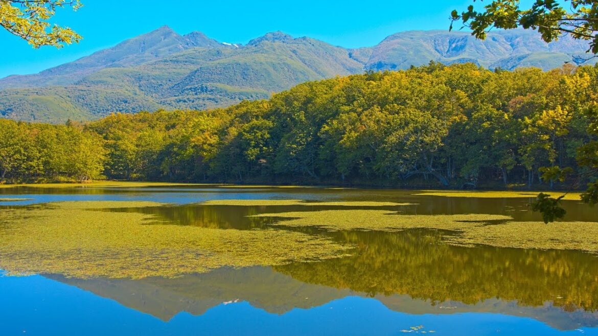 8K HDR 北海道 世界遺産知床の秋 湖を泳ぐヒグマ、サケを捕るヒグマ Hokkaido,World Heritage Shiretoko in Autumn,Bears Around You