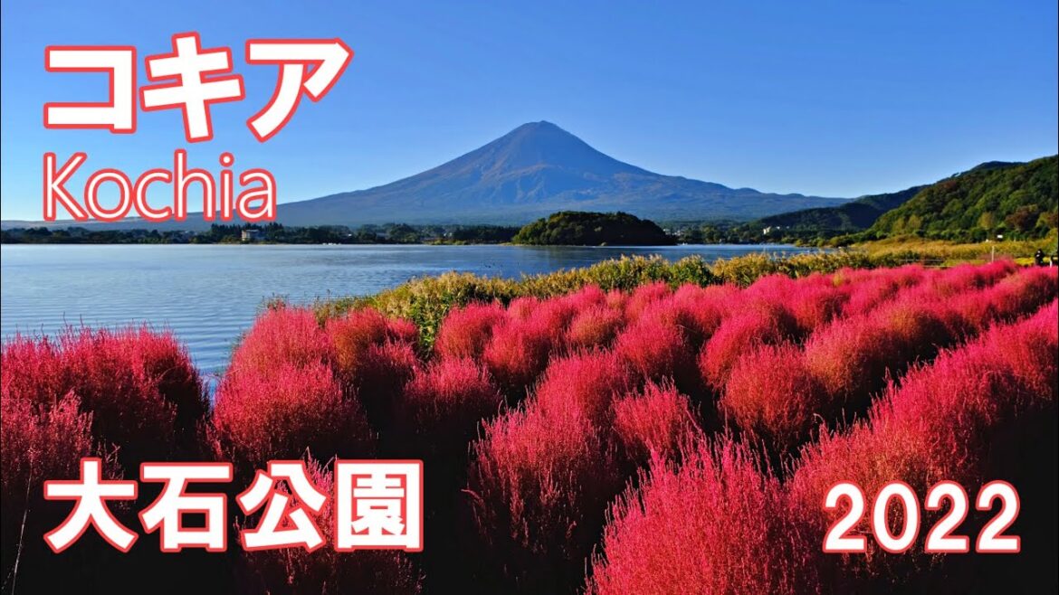 コキアと富士山の競演 大石公園 2022 4K | Kochia ｜山梨観光スポット
