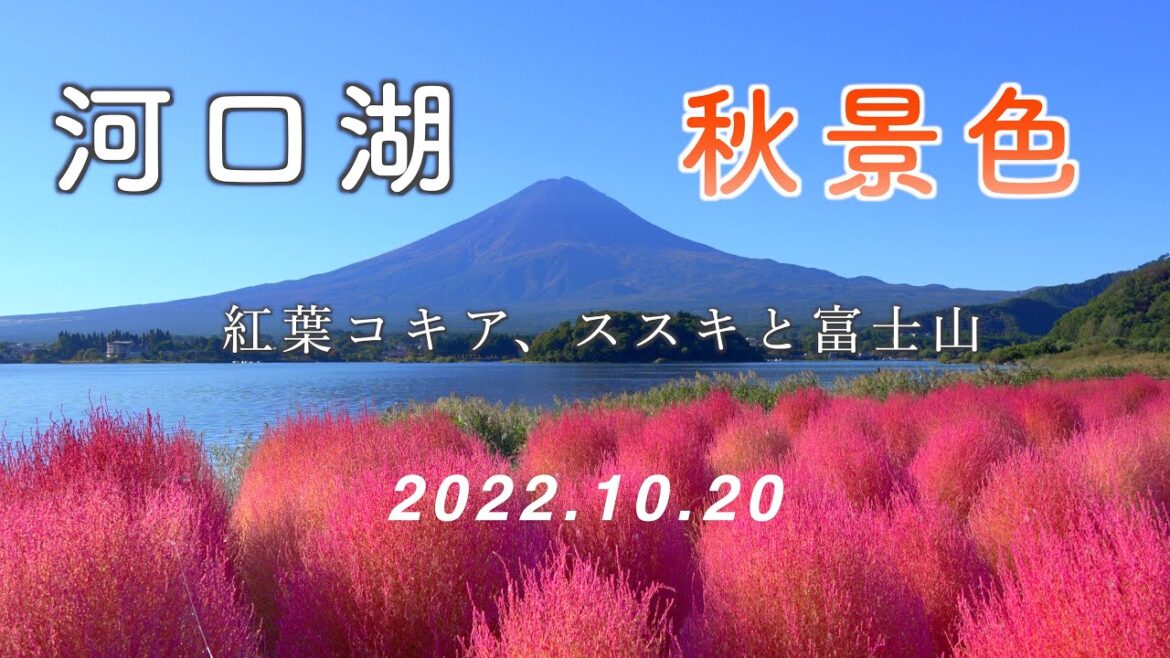 2022.10.20 河口湖の秋景色（紅葉コキア、ススキと富士山） [4K] #Kawaguchiko #Kochia #Autumn #MtFuji