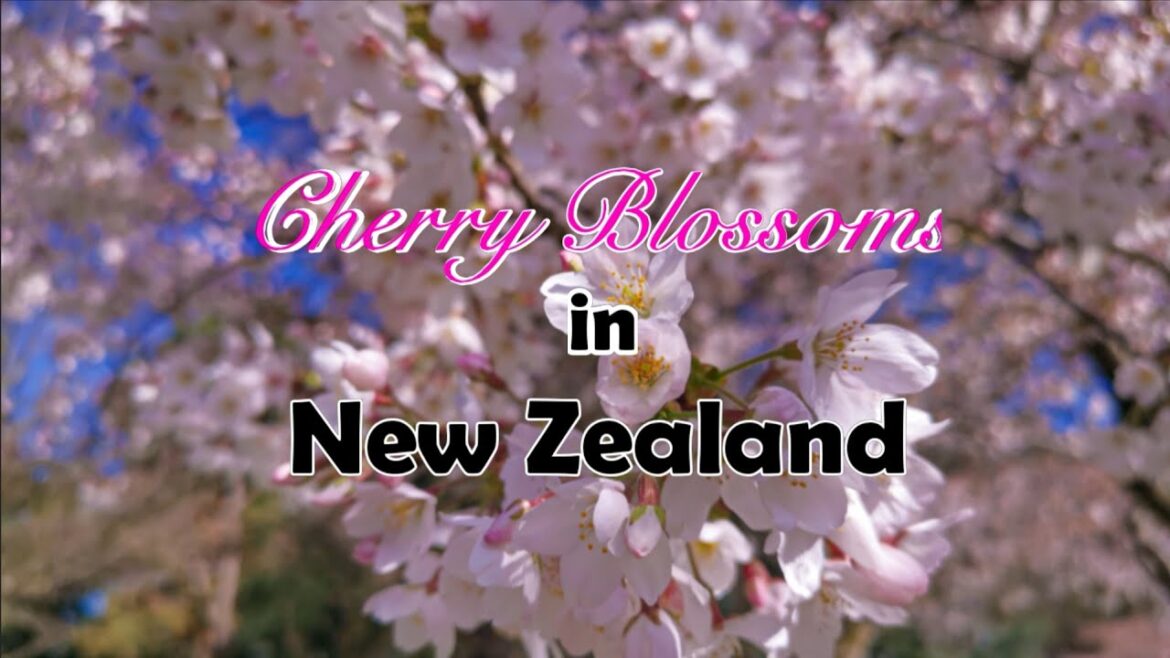 Cherry Blossoms in New Zealand