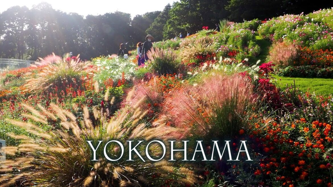 Early Autumn Gardens in YOKOHAMA.初秋の横浜 #yokohama #里山ガーデン #西方寺 Early Autumn Gardens in YOKOHAMA.初秋の横浜 #yokohama #里山ガーデン #西方寺