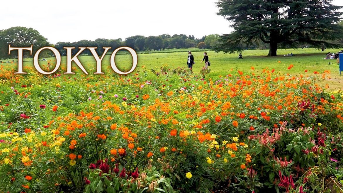 Early Fall Gardens in TOKYO. 初秋の東京. #昭和記念公園 Early Fall Gardens in TOKYO. 初秋の東京. #昭和記念公園