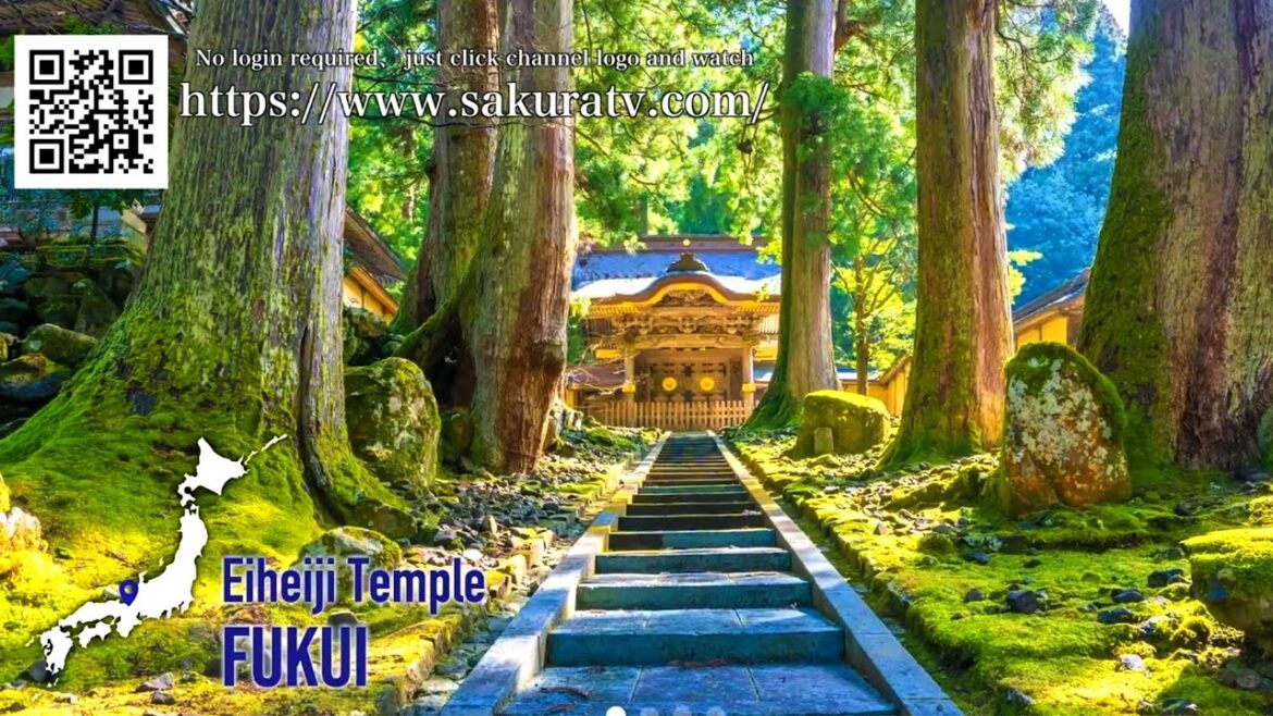 JAPAN opens finally! Sakura TV will show you another interesting area at 6pm Australia & 8pm NZ. JAPAN opens finally! Sakura TV will show you another interesting area at 6pm Australia & 8pm NZ.