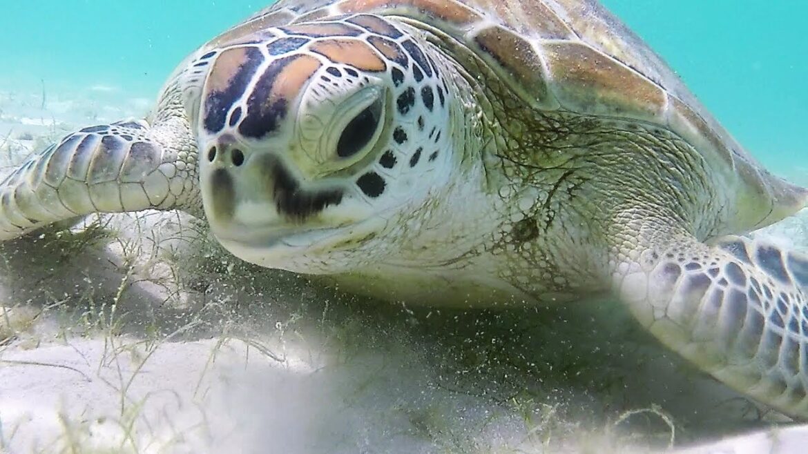 Lizard Island Day Tour with Daintree Air Services