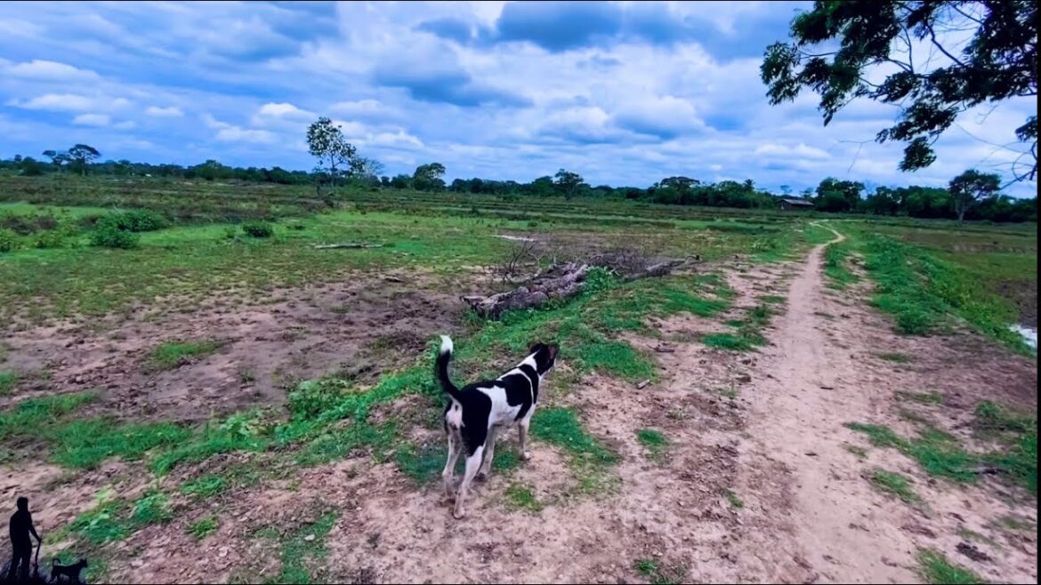 Virtual walking tour at the countryside | relaxing walk with the doggie | The Nature Walker Virtual walking tour at the countryside | relaxing walk with the doggie | The Nature Walker