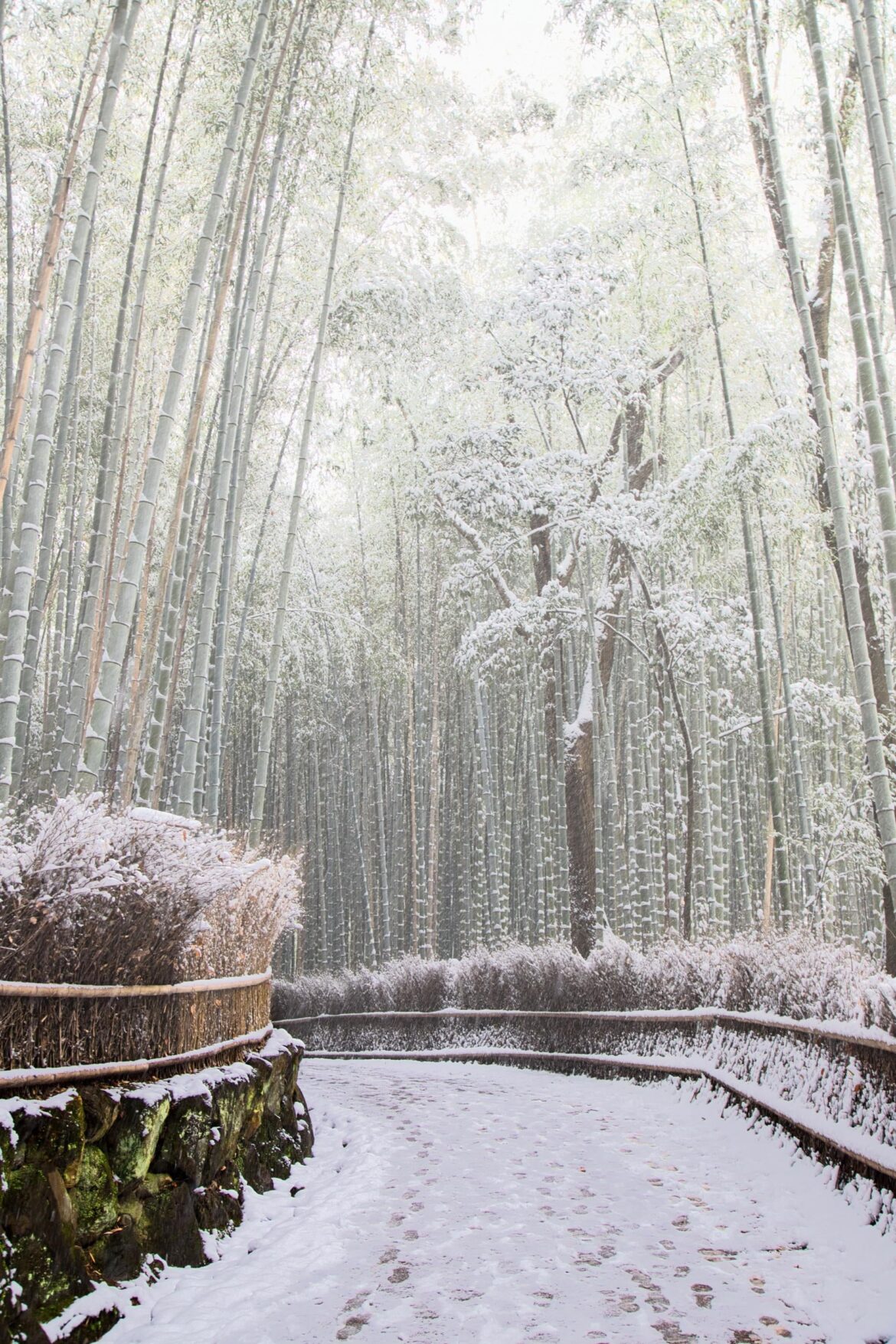 Bamboo forest in Arashiyama, Kyoto, January 2022.