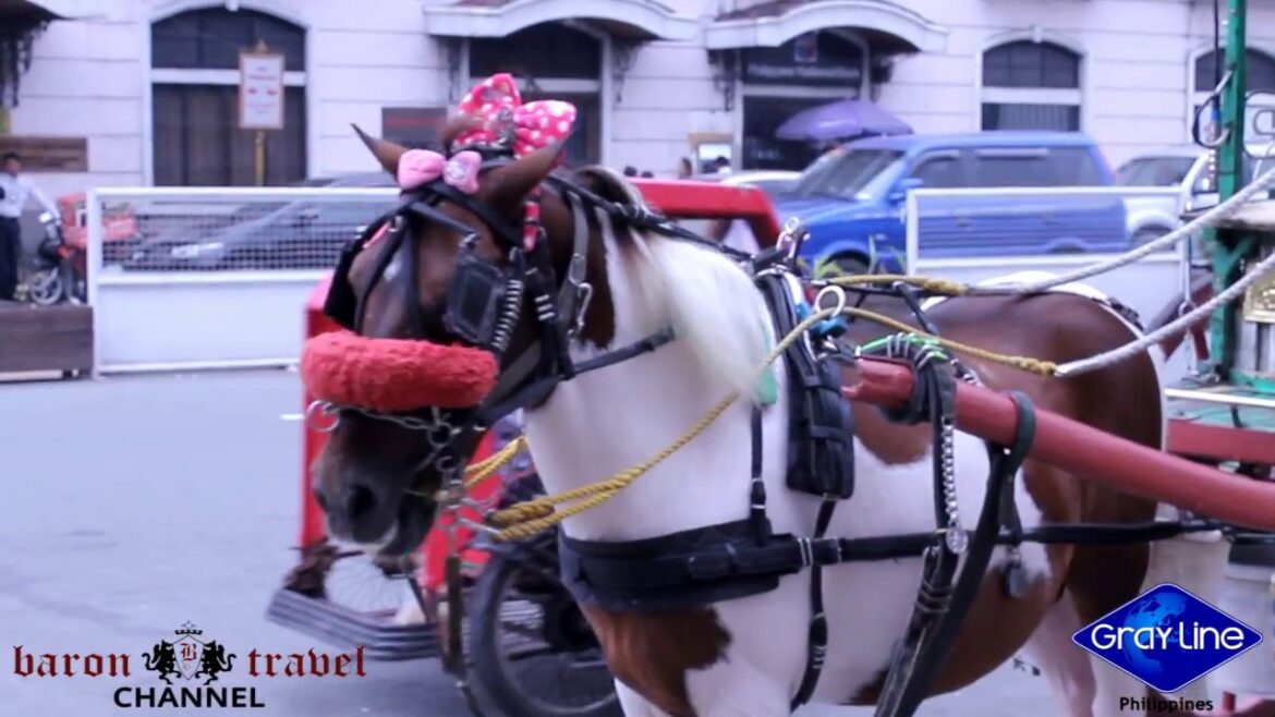 Manila City Tour & Dinner Cruise Manila City Tour & Dinner Cruise