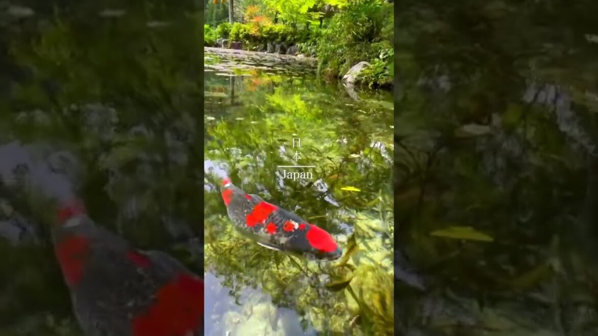 The water in Japan is so clear #japantravel #japan
