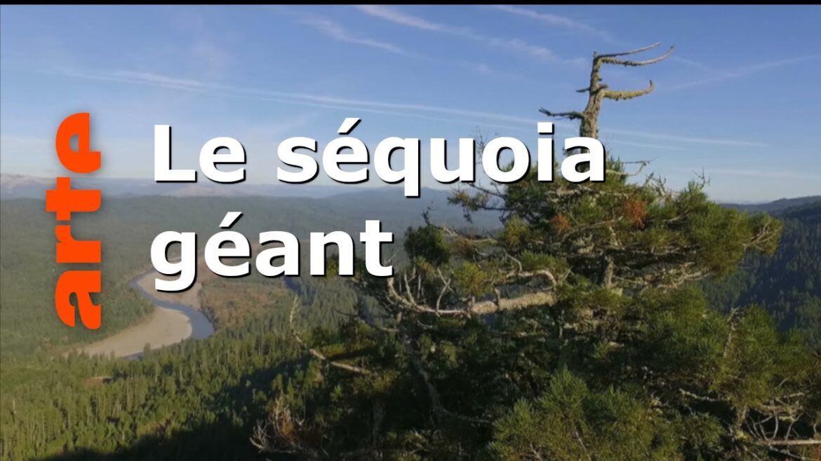 Les Survivants | Histoires d'arbres | ARTE