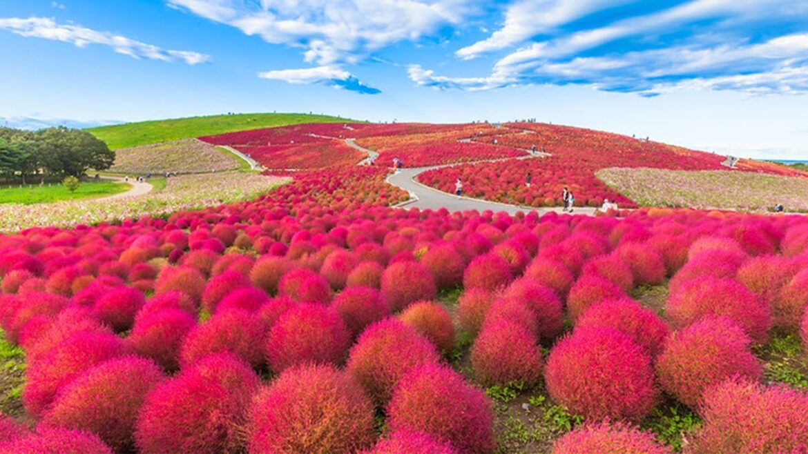 WATCH: iPhone 14 Pro Max 4K Video of Hitachi Seaside Park Japan 🌸