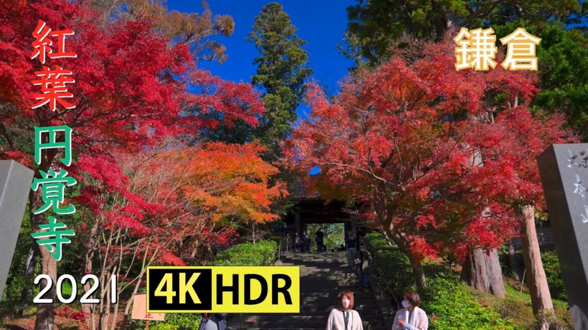 2021 鎌倉円覚寺の紅葉(4K-HDR) Autumn Colors At Engakuji-Temple In Kamakura(UHD-HDR)
