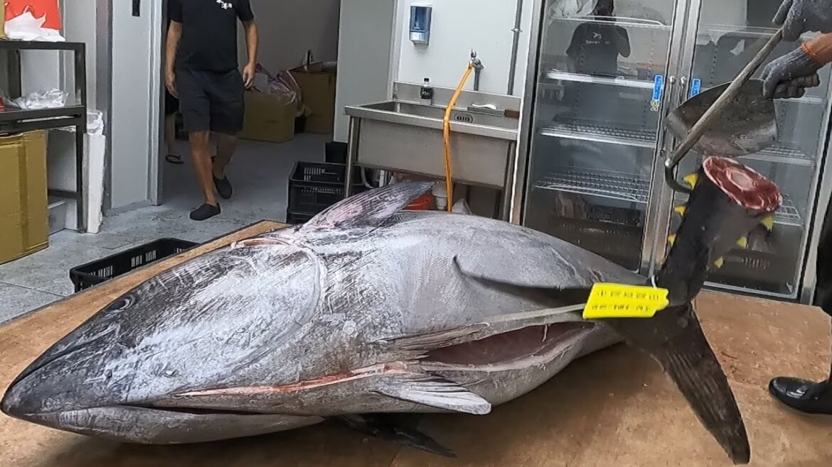 Breaking Down Extraordinary 250kg Giant Bluefin TUNA. Lump of Fat With Shocking Taste! Breaking Down Extraordinary 250kg Giant Bluefin TUNA. Lump of Fat With Shocking Taste!