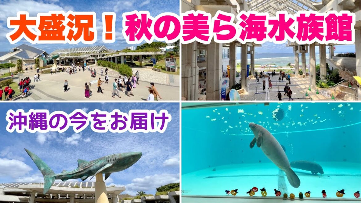 【速報】大盛況！秋の美ら海水族館：海洋博公園の状況をレポート「沖縄旅行情報」