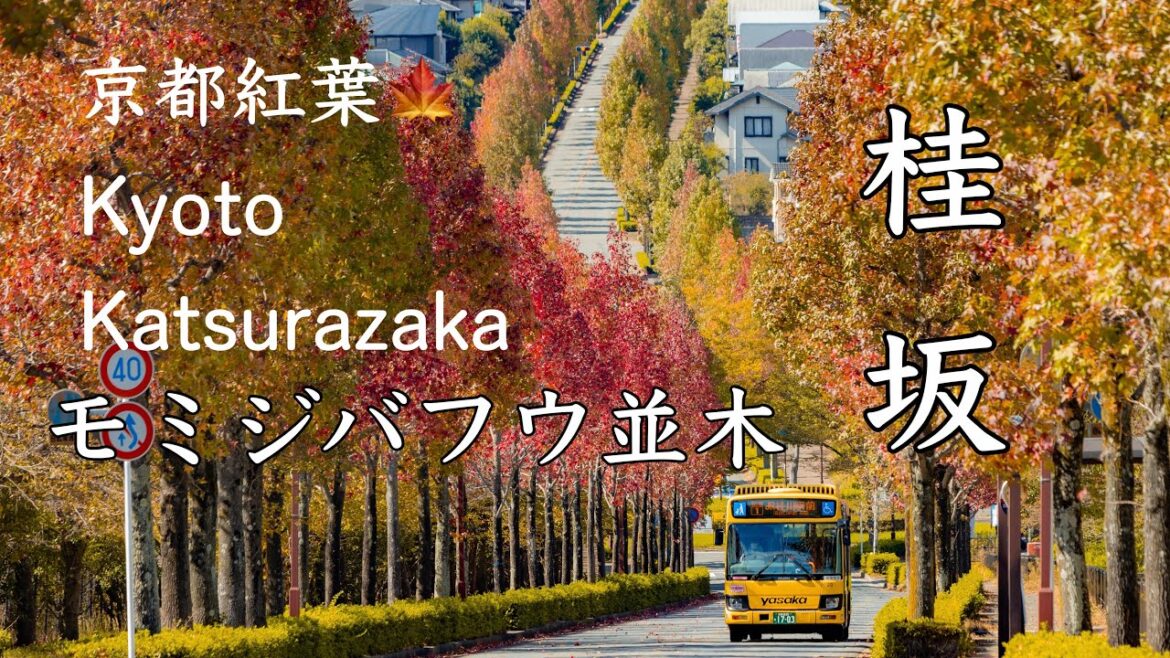 【2022京都紅葉🍁見頃】初秋の新名所『桂坂のモミジバフウ並木』 【2022京都紅葉🍁見頃】初秋の新名所『桂坂のモミジバフウ並木』