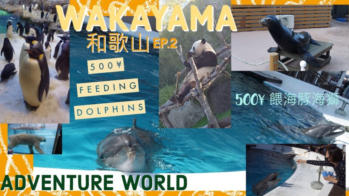 0+3下重遊日本和歌山 WAKAYAMA OCT/2022 EP.2 ADVENTURE WORLD冒險世界 餵海豚海獅 同海豚握手FEEDING & SHAKE HANDS WITH DOLPHIN 0+3下重遊日本和歌山 WAKAYAMA OCT/2022 EP.2 ADVENTURE WORLD冒險世界 餵海豚海獅 同海豚握手FEEDING & SHAKE HANDS WITH DOLPHIN