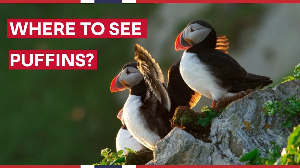 WHEN and WHERE to see Puffins in Norway