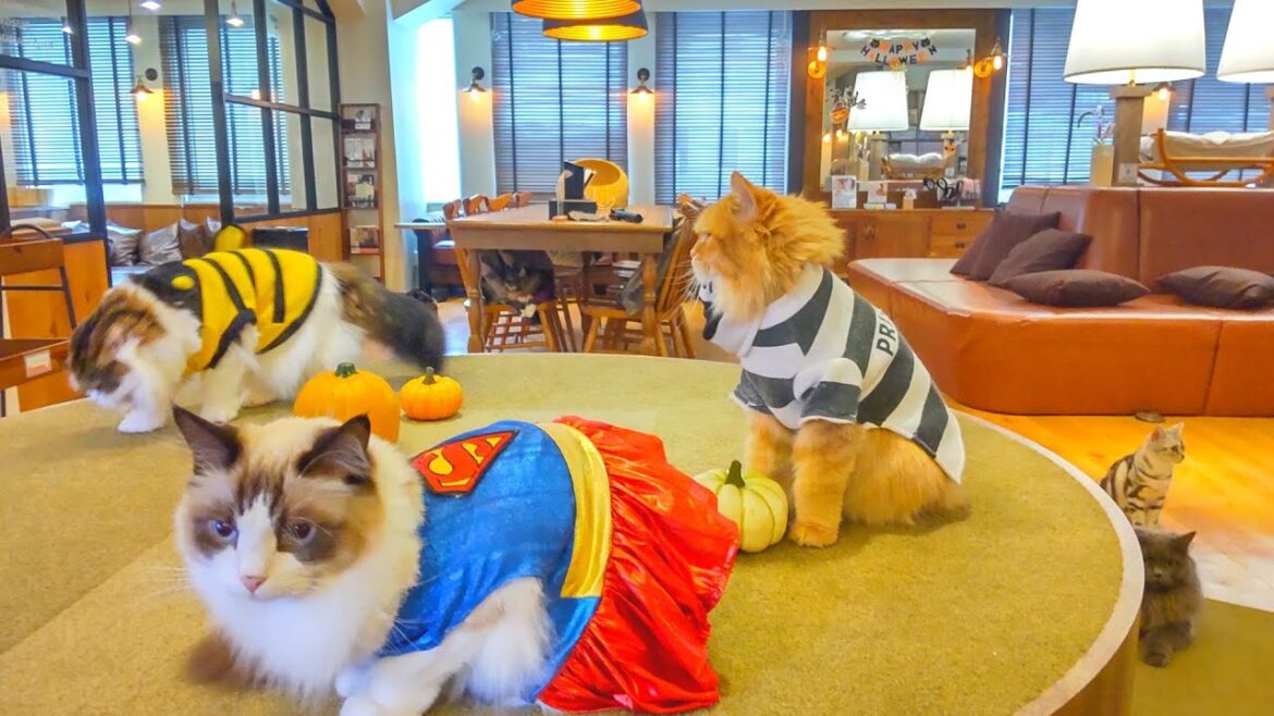 Happy Halloween from a Cat Café in Japan🐈 | Cat Café Mocha Lounge Ikebukuro East Exit 🇯🇵 Happy Halloween from a Cat Café in Japan🐈 | Cat Café Mocha Lounge Ikebukuro East Exit 🇯🇵