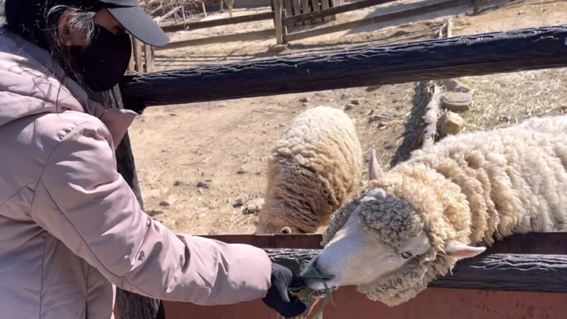 A day in Gunma Safari Park | 2022 群馬サファリパーク,Japan Travel