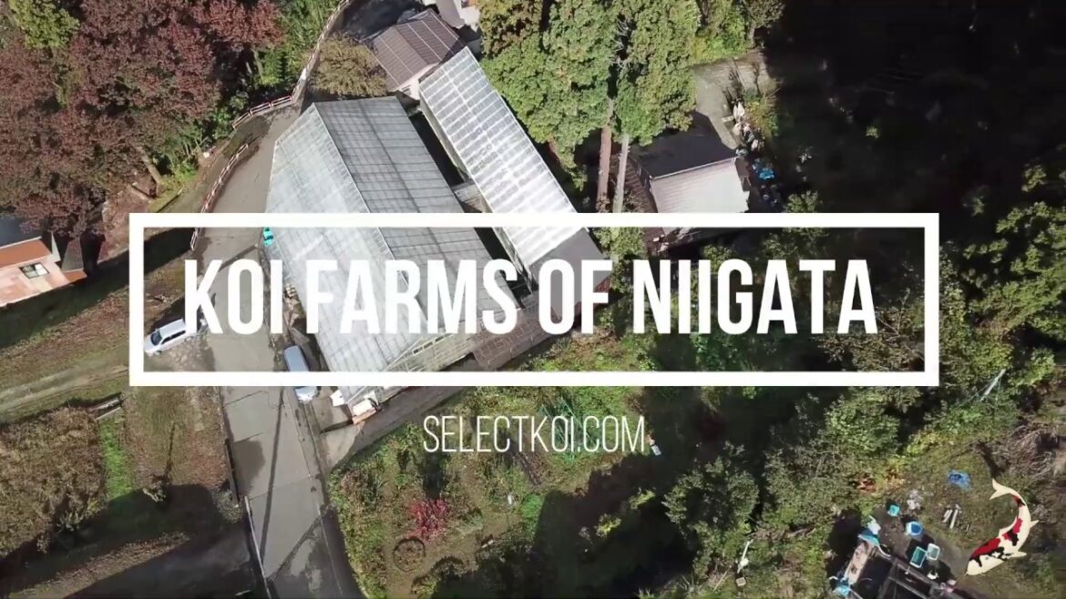 Koi Farm Shinoda SelectKoi.com