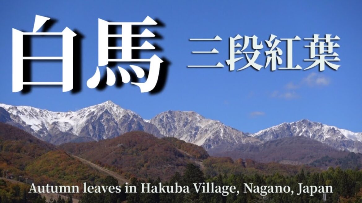 白馬三段紅葉Autumn leaves in Hakuba Village, Nagano, Japan撮影日2022.10.28