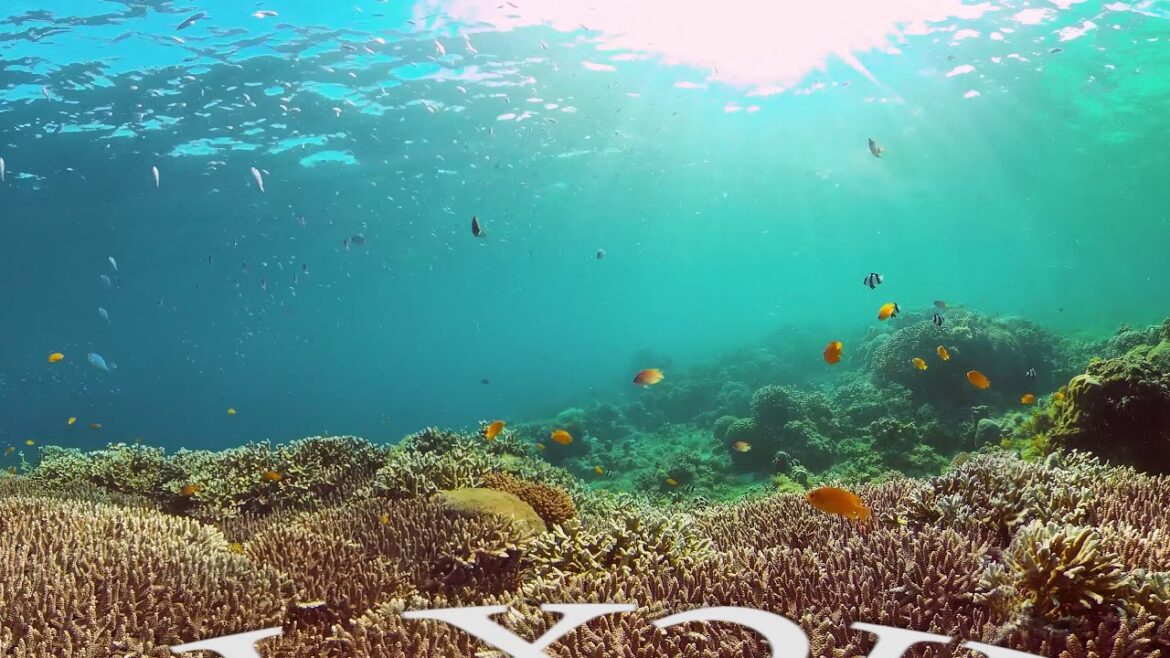 Underwater world. Philippines-Bohol-Panglao. VR 360.8k Video.