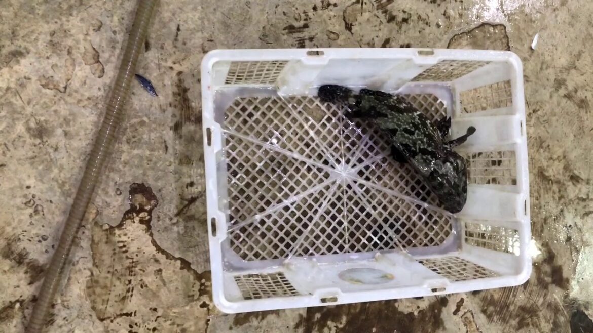 Montigo Resort Vacation