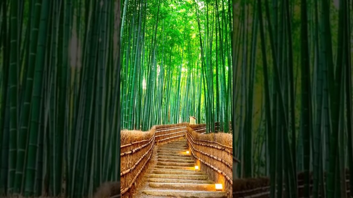 Kyoto - Best City to Visit in Japan #kyoto #japan #kyototemple