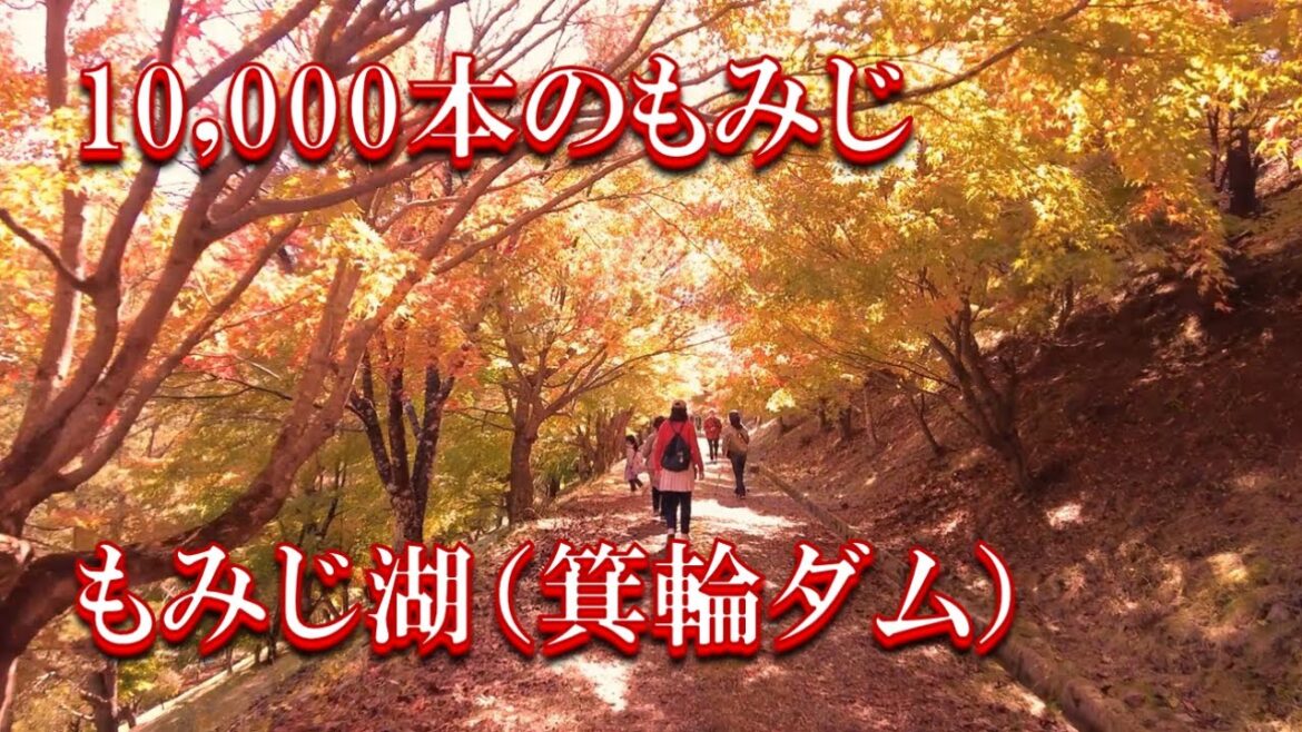 【もみじ湖（箕輪ダム）2022.10.28】約1万本のもみじが10月下旬になると紅葉の見頃を迎えるもみじ湖。10月29日からは駐車場は事前予約（有料）、基本はシャトルバス利用となります。