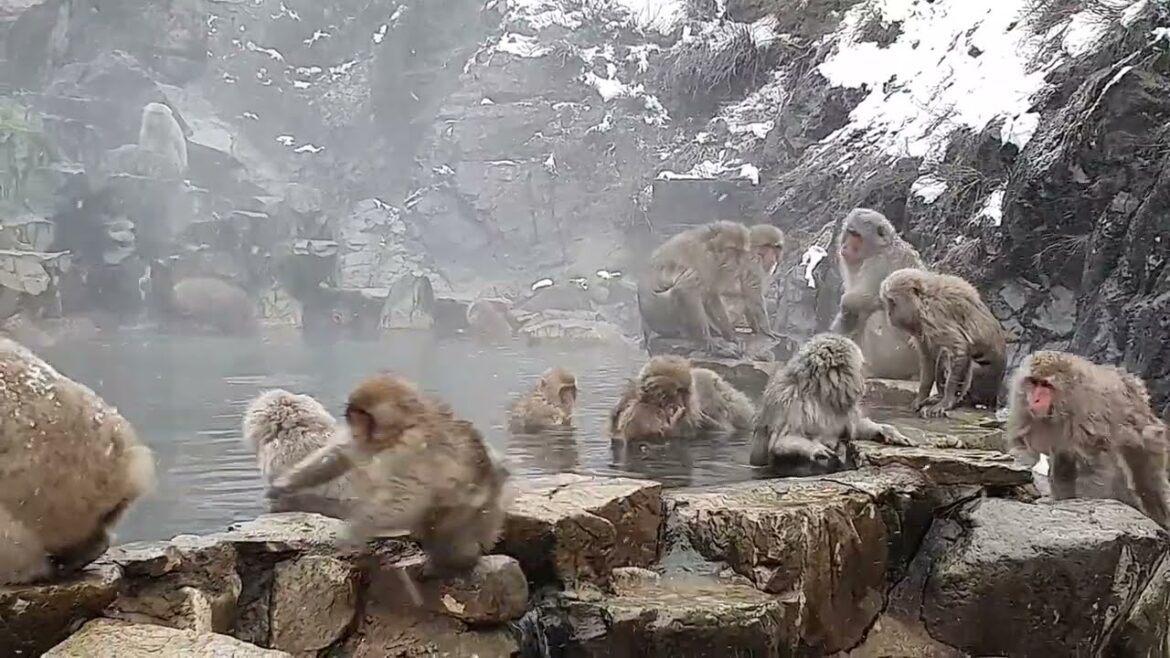 Hakuba and Snow Monkeys in 30 seconds