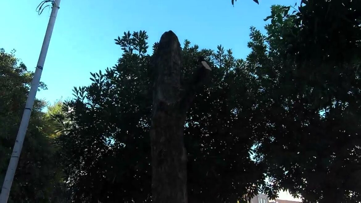 4K Japan street walk Osaka 2022 (why do they cut the trees in the park?) 4K Japan street walk Osaka 2022 (why do they cut the trees in the park?)