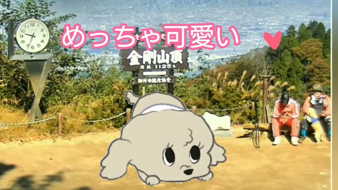 【金剛山ライブ】しっぽフリフリ😍かわいいワンちゃん🐶 【金剛山ライブ】しっぽフリフリ😍かわいいワンちゃん🐶