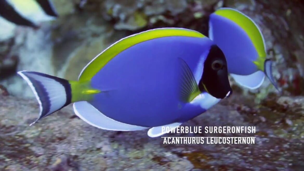 500 + Fish Identification Documentary by Pano4life