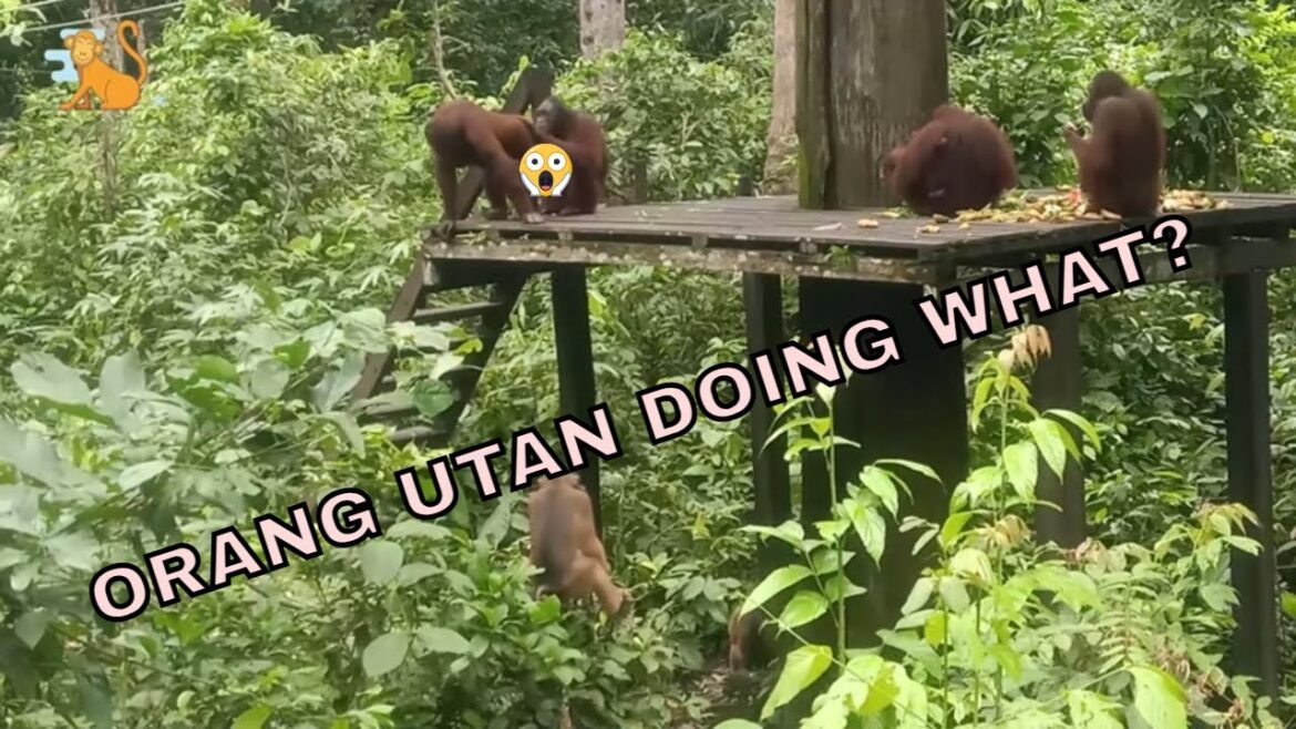 Travel Vlog Family Malaysia Sabah Sandakan Part1 (OrangUtan)