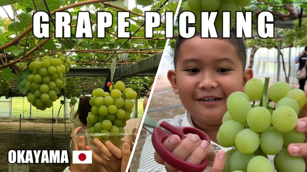 Grape Picking at Kubo Farm in Okayama, Japan Grape Picking at Kubo Farm in Okayama, Japan