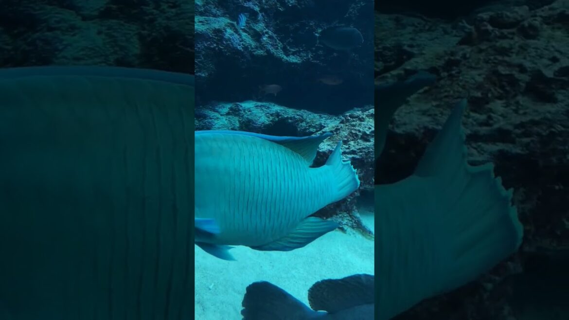 美ら海水族館 沖縄 #shorts