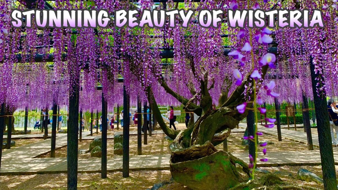 WISTERIA IN GYOKOJI TEMPLE IWATA | YUYA NO NAGAFUJI | WISTERIA IWATA HAMAMATSU, JAPAN – HunnyRose WISTERIA IN GYOKOJI TEMPLE IWATA | YUYA NO NAGAFUJI | WISTERIA IWATA HAMAMATSU, JAPAN - HunnyRose