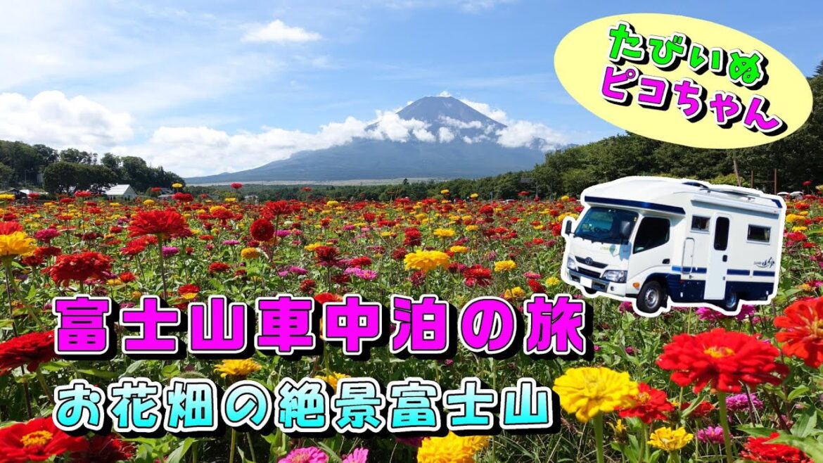 【犬連れ車中泊キャンピングカーの旅】富士山車中泊から下山して、今日はぐるっと観光します。定番の花の都公園、忍野八海や道の駅巡り、富士急ハイランドに鳴沢氷穴などを見て回ります。