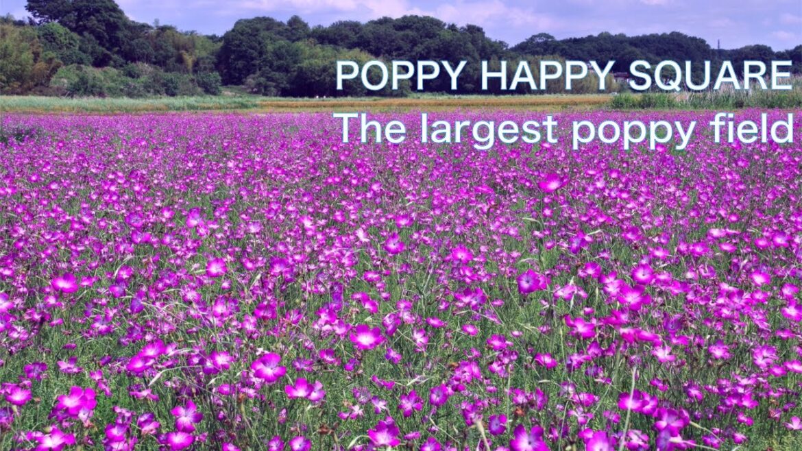 【POPPY FLOWER GARDEN, JAPAN】The largest poppy field in Japan　Flower viewing in early summer