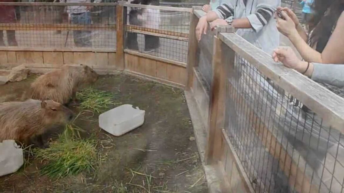 Gunma Safari Park, Japan