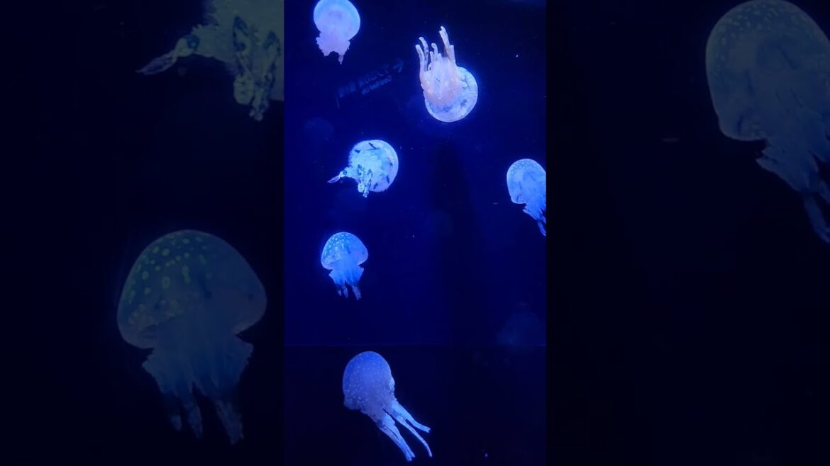 美ら海水族館 沖縄 #shorts