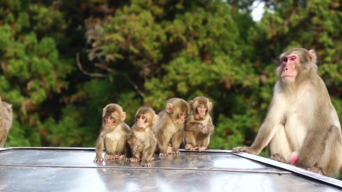 Baby Monkeys!! (Takasakiyama Monkey Park) 高崎山, 別府 Baby Monkeys!! (Takasakiyama Monkey Park) 高崎山, 別府