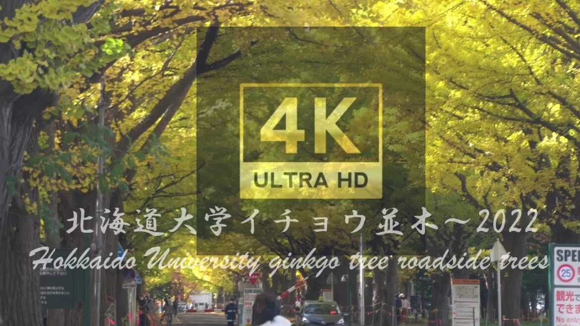 【4K】 北海道大学イチョウ並木～2022～Hokkaido University ginkgo tree roadside trees 【トナカイテイオー】