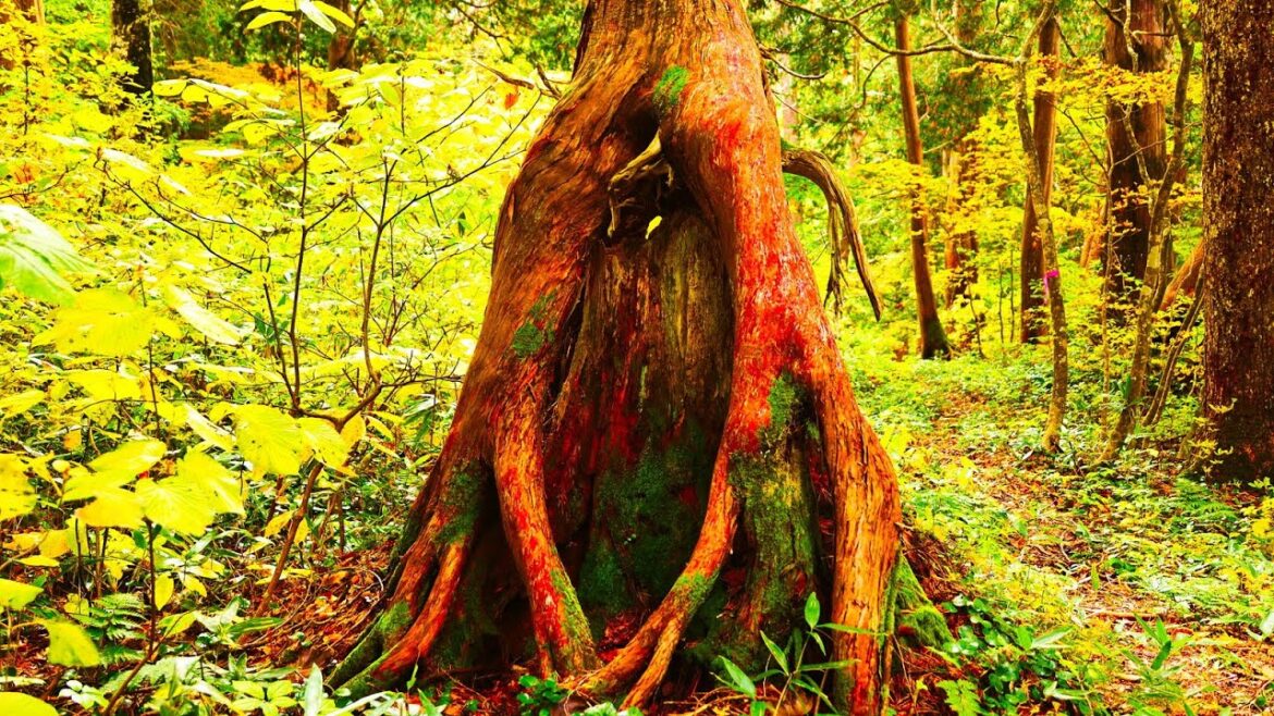 8K HDR 秋田 秘境小又峡 上流部の紅葉と巨木探検 Akita,Komatakyo in Autum ,Exploring Wild Big Trees
