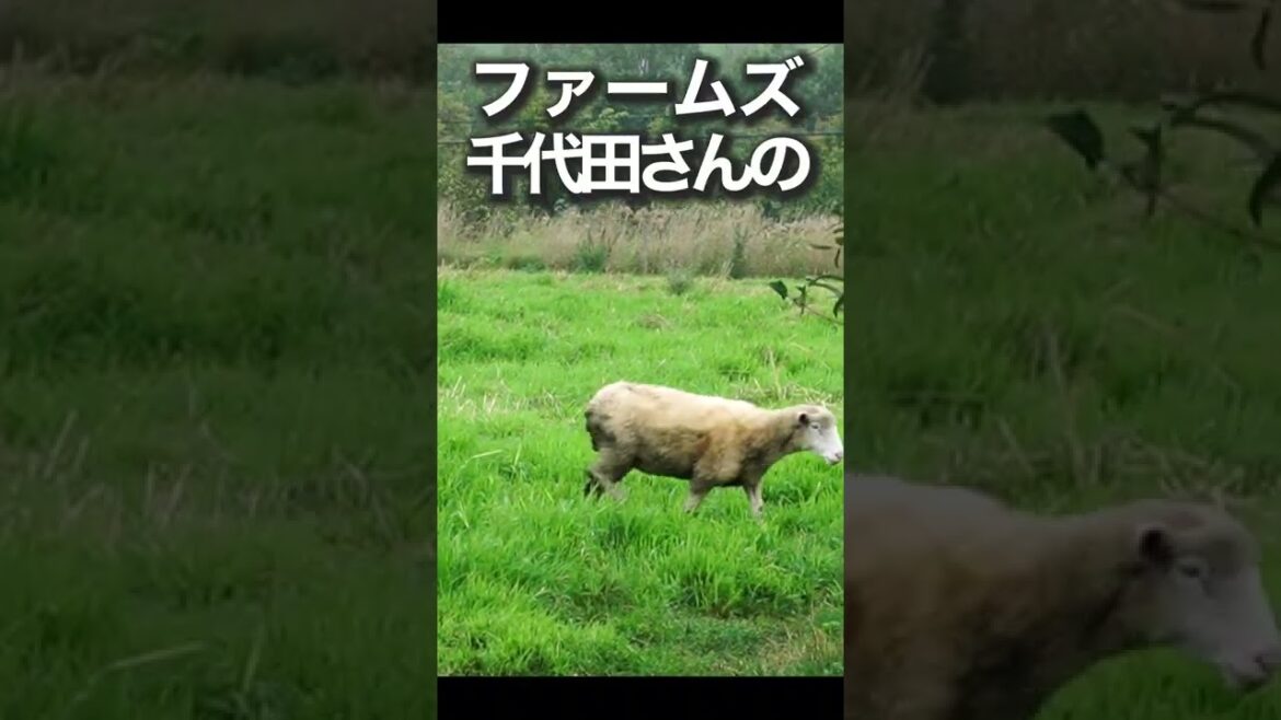 美瑛の廃墟リフォーム計画、素人広報が０から作るワーケーション施設【第29話】 #shorts #美瑛 #ワーケーション #北海道