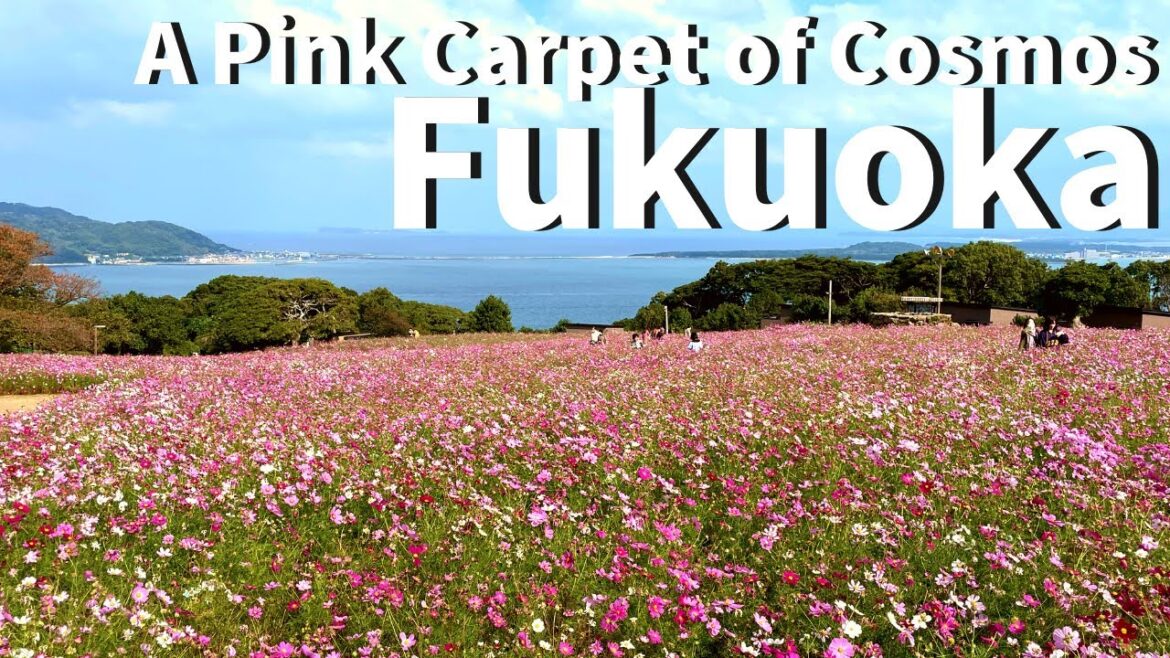 【Fukuoka/Hakata 】Walking at Nokonoshima Island(Nokonoshima Island Park, Meinohama Ferry, Cosmos etc) 【Fukuoka/Hakata 】Walking at Nokonoshima Island(Nokonoshima Island Park, Meinohama Ferry, Cosmos etc)