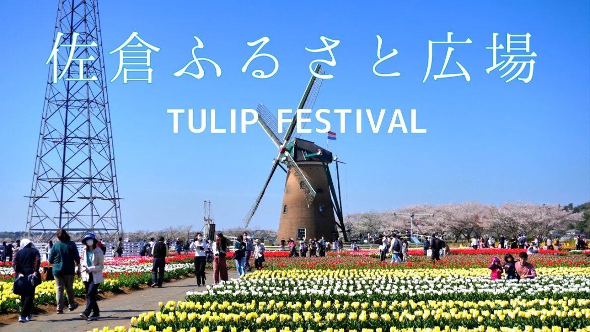 【佐倉ふるさと広場】Tulip fields in Chiba (a prefecture next to Tokyo) loved by locals チューリップ 【佐倉ふるさと広場】Tulip fields in Chiba (a prefecture next to Tokyo) loved by locals チューリップ