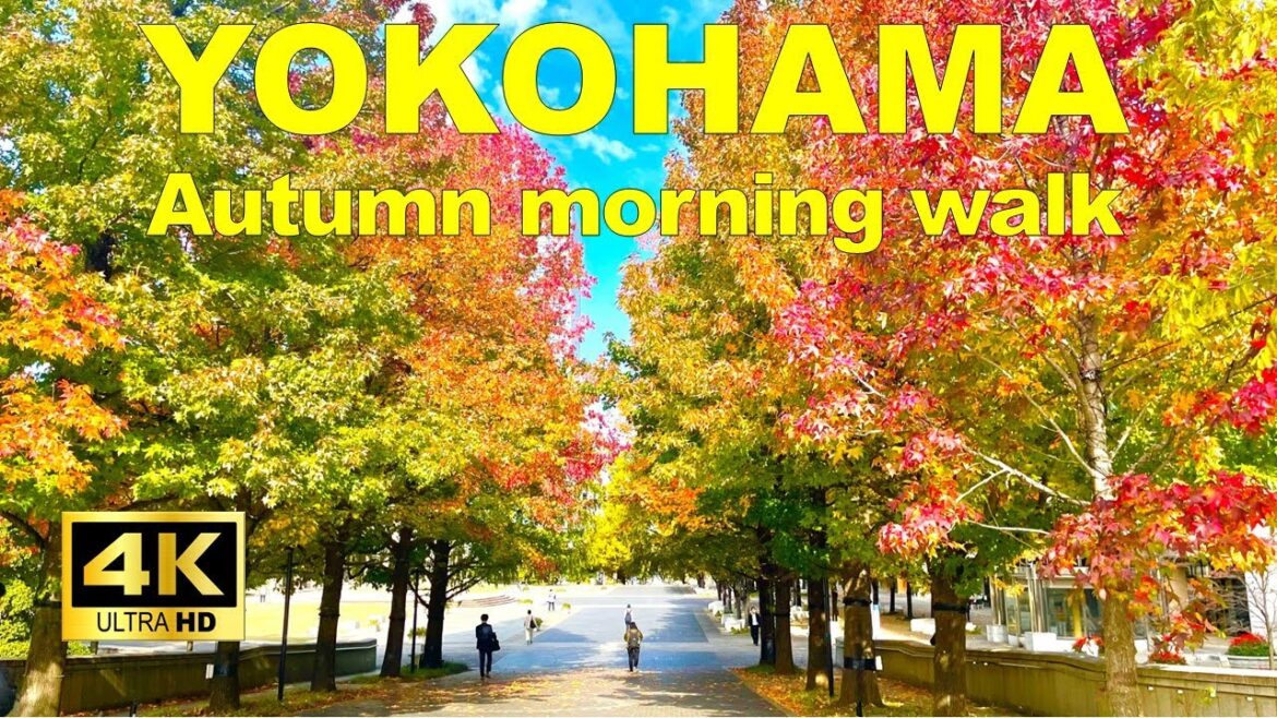 【4K】Yokohama Walking Tour – Beautiful autumn leaves in Minato Mirai 【4K】Yokohama Walking Tour - Beautiful autumn leaves in Minato Mirai
