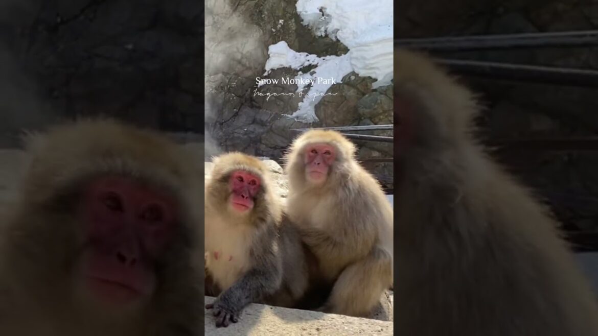 The Lovely Monkeys in Nagano, Japan || Japantravel