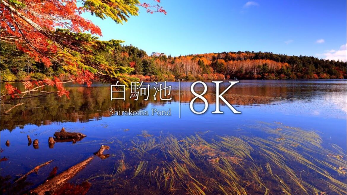 【長野の紅葉名所】白駒池ともののけの森を訪ねて – Japan in 8K 【長野の紅葉名所】白駒池ともののけの森を訪ねて - Japan in 8K