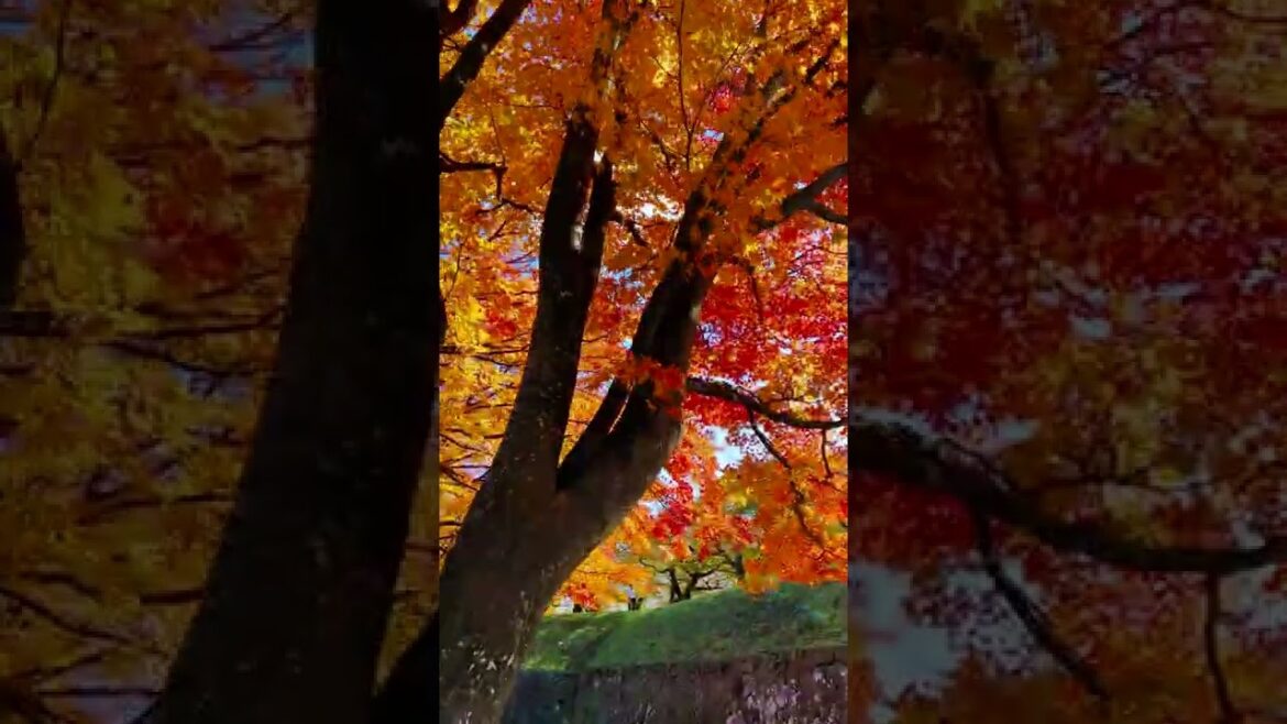 北海道 函館 五稜郭公園の紅葉 2022/10/06